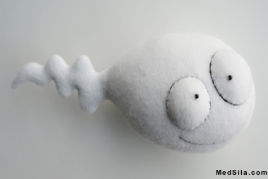 Схематическое изображение сперматозоида